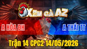 Trận 14 CPC2 14/05/2026 - Gà Anh Hoà Đá Đối Thủ Không Có Đường Ra