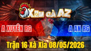 Trận 16 Xà Xía 08/05/2026 - Khét Chấp 1 Ký Gà Đá Gà Đỏ Hư Hình