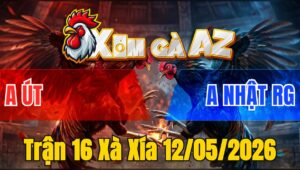 Trận 16 Xà Xía 12/05/2026 - Gà Ô Đá Đỏ Không Kịp Tha Lơ