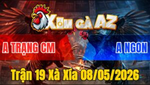 Trận 19 Xà Xía 08/05/2026 - Gà Xanh Đá Như Súng Bắn Đâm Đỏ Lật Xe