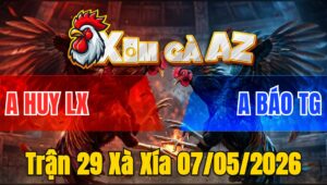 Trận 29 Xà Xía 07/05/2026 - Cú Chân Trắng Siết Mấy Chân Đá Gục Bướm Chân Vàng