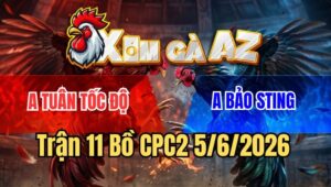 Trận 11 CPC2 5/6/2026: Gà Chuối Bảo Sting Chấp 6 Chấm Bị Đá Nằm Xụi Lơ