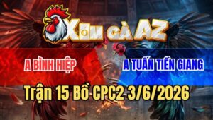 Trận 15 CPC2 3/6/2026: Gà Cú Bảo Sting Đâm Phát Nào Điều Gục Phát Đó