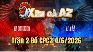 Trận 2 CPC3 4/6/2026: Xám Bông Chưa Kịp Gáy Đã Bị Bướm Cho Đắp Chiếu