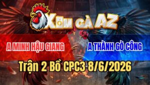 Trận 2 CPC3 8/6/2026: Gà Cú Anh Minh Hậu Giang Bắt Bướm Thành Công