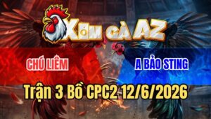 Trận 3 CPC2 12/6/2026: Que Chú Liêm Nã Cựa Hủy Diệt Bướm Bảo Sting