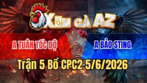 Trận 5 CPC2 5/6/2026: Điều Cọp Bảo Sting Tiễn Gà Que Chồng Độ Về Vườn