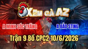 Trận 9 CPC2 10/6/2026: Bướm Đá Camelo Hư Tỳ Xong Bỏ Chạy 2 Con Hòa
